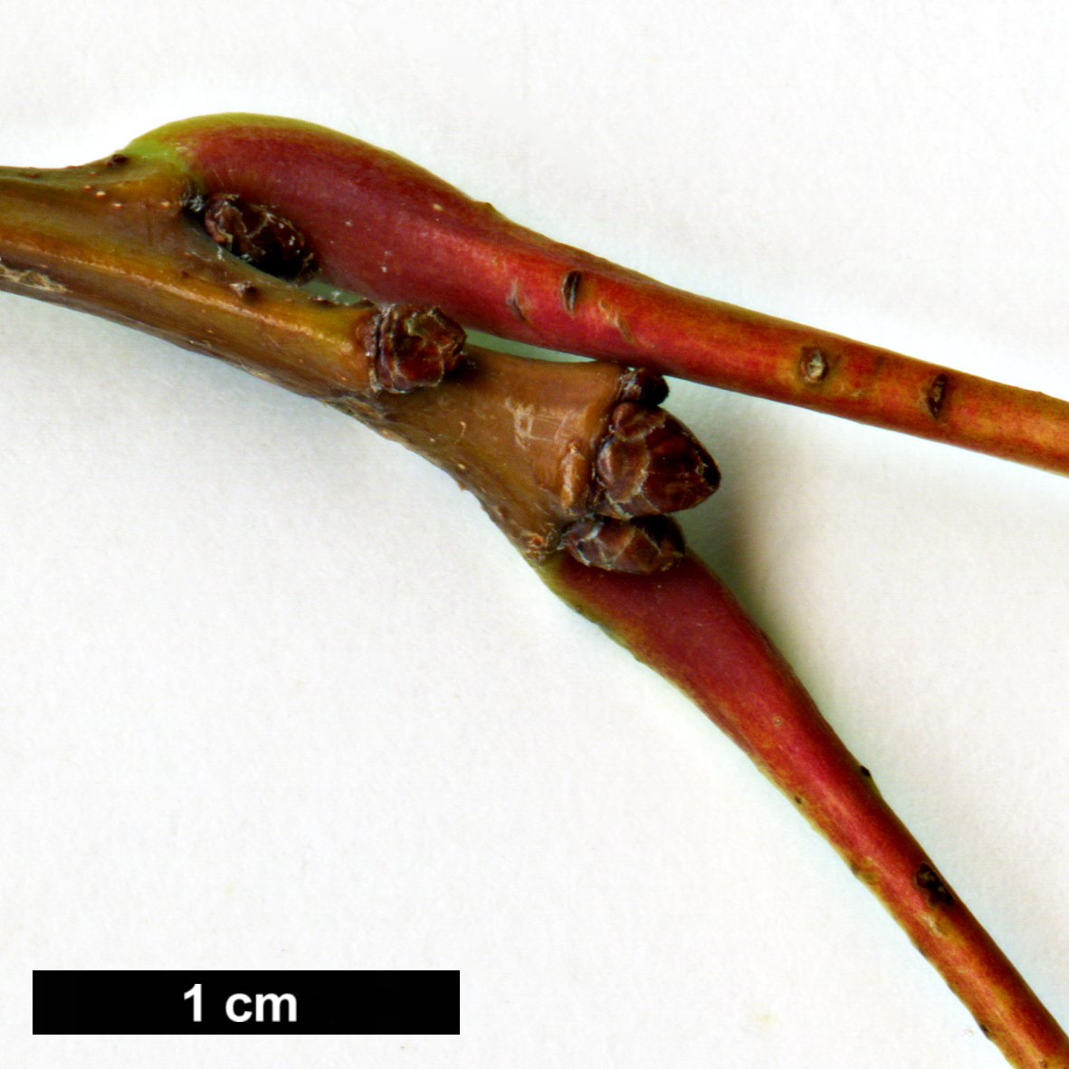 High resolution image: Family: Fagaceae - Genus: Quercus - Taxon: rubra - SpeciesSub: 'Evenley Gold'